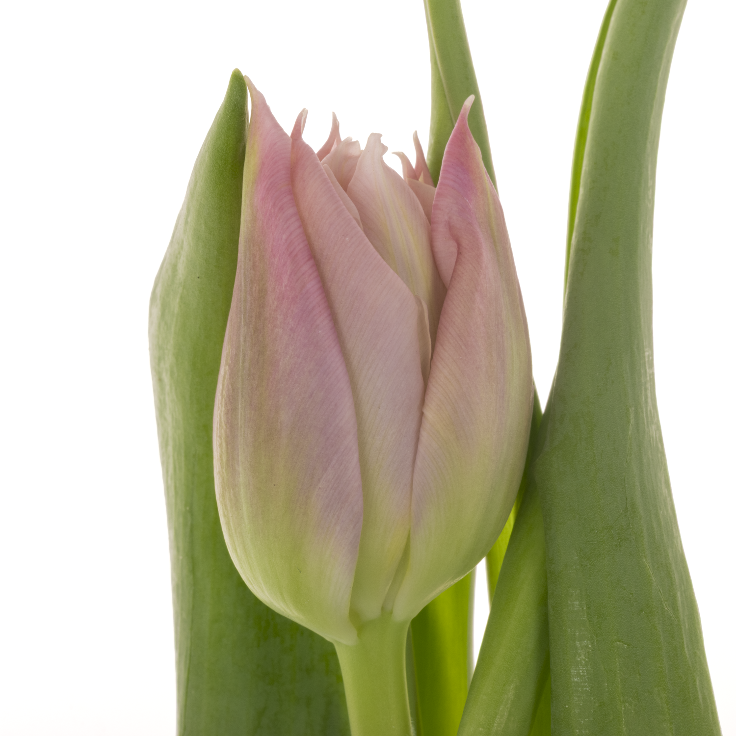 Tulpe rosa Salmon Price 40 Gramm