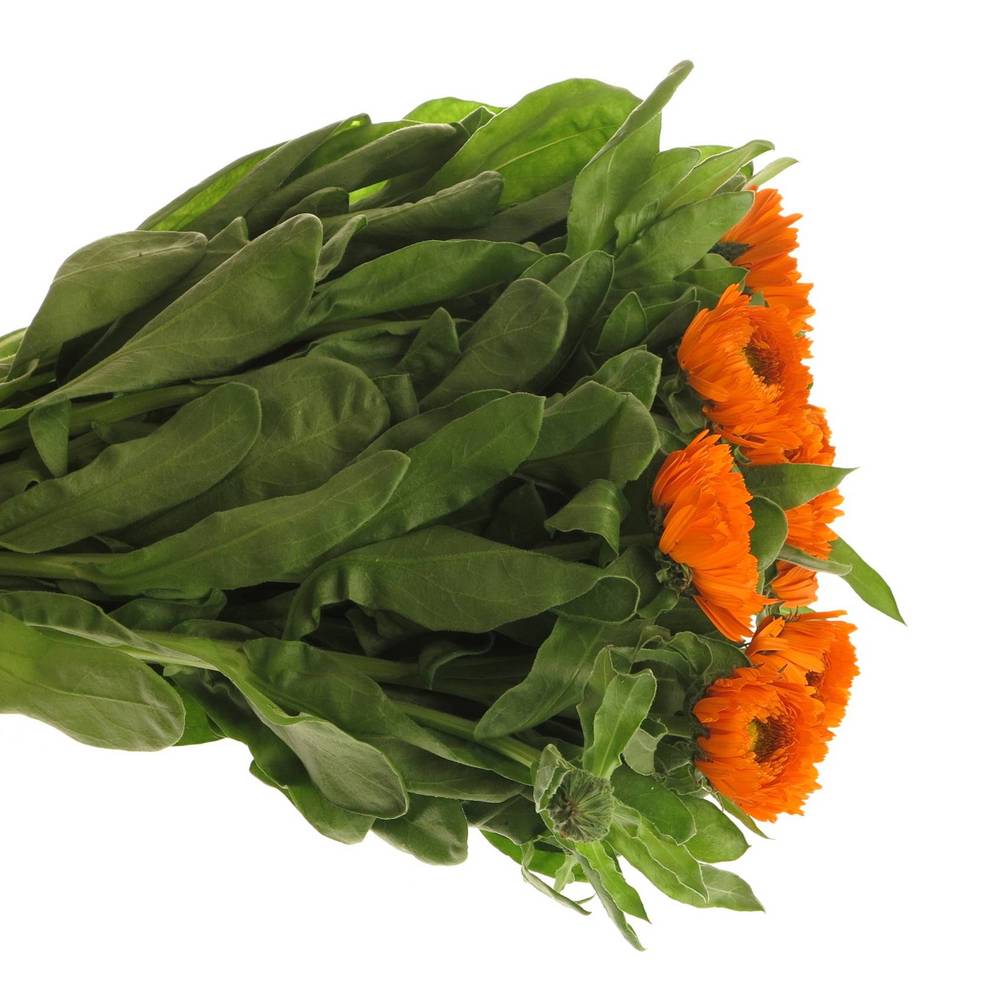 Calendula dunkel orange Green Spot 45cm