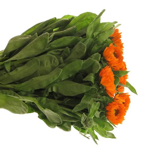 Calendula dunkel orange Green Spot 45cm