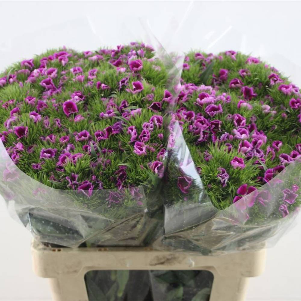 Bartnelke lila Purple 55cm