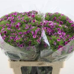 Bartnelke lila Purple 55cm