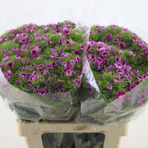 Bartnelke lila Purple 55cm