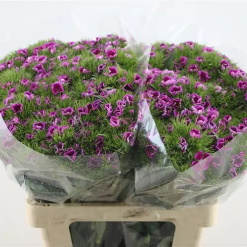 Bartnelke lila Purple 55cm