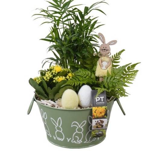 Chamaed.Arr PTPB6459 Ostern T18 H036