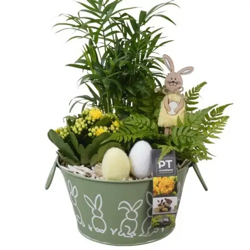 Chamaed.Arr PTPB6459 Ostern T18 H036
