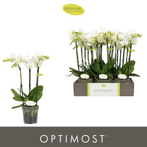 Phal.3-R weiss Starrio Optimost T12 H045