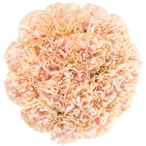 Nelke apricot Noviado 60cm
