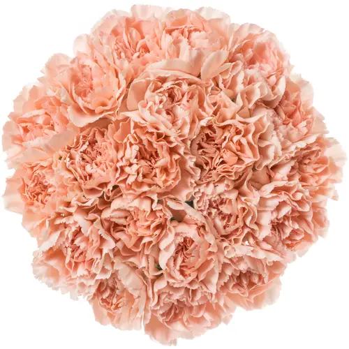 Nelke apricot Noviado 60cm