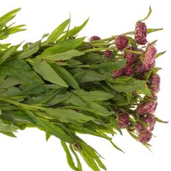Helicrysum lila 50cm