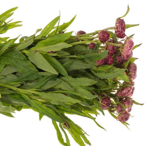 Helicrysum lila 50cm