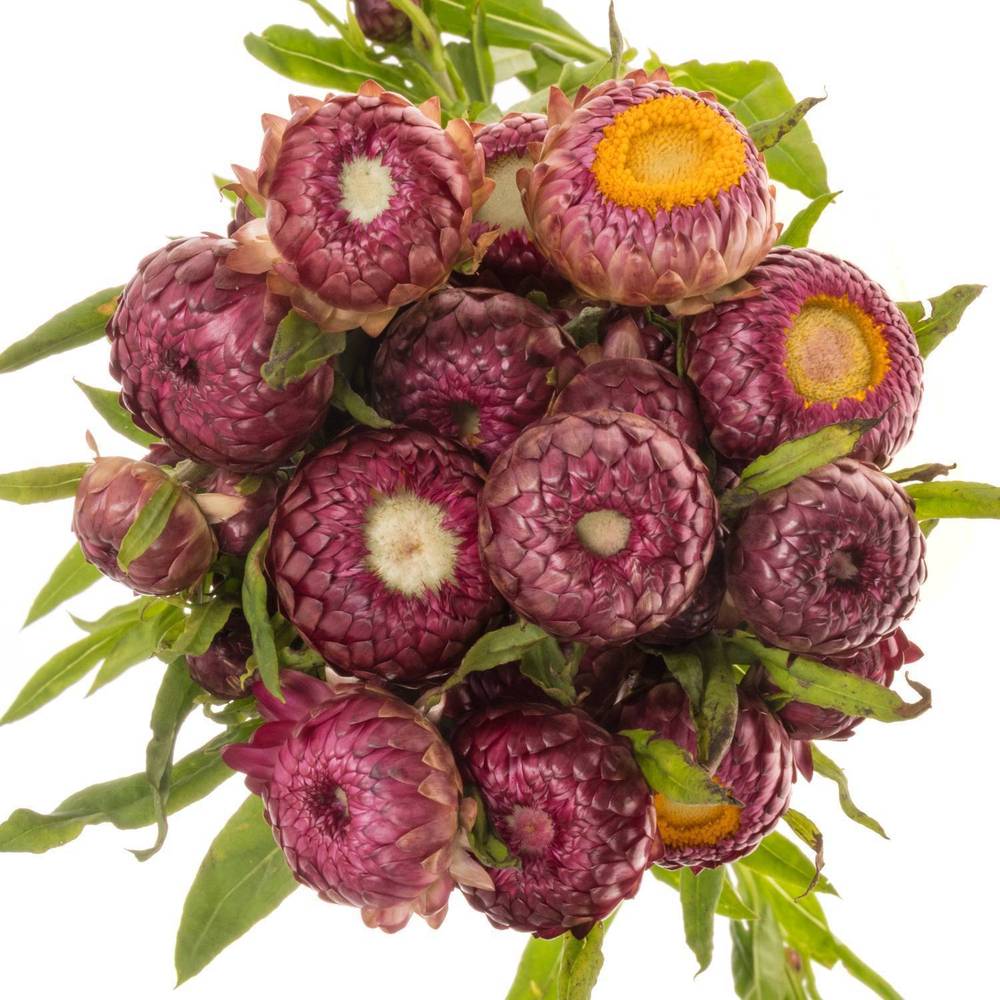 Helicrysum lila 50cm