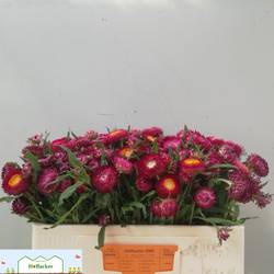 Helicrysum lila 50cm