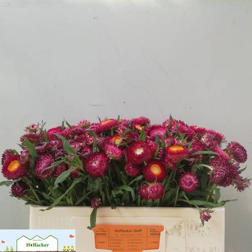 Helicrysum lila 50cm