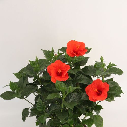 Hibiskus rot T21 H065