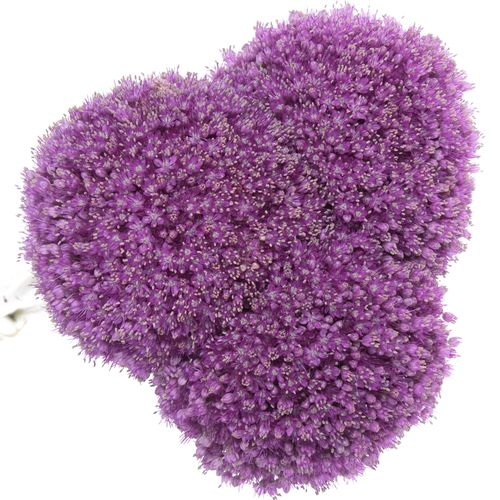 Allium lila Kugel Gigant 80cm