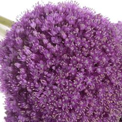 Allium lila Kugel Gigant 80cm