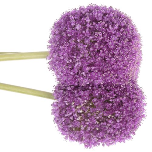 Allium lila Kugel Gigant 80cm