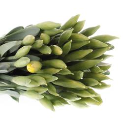 Narzisse gelb Carlton 45cm