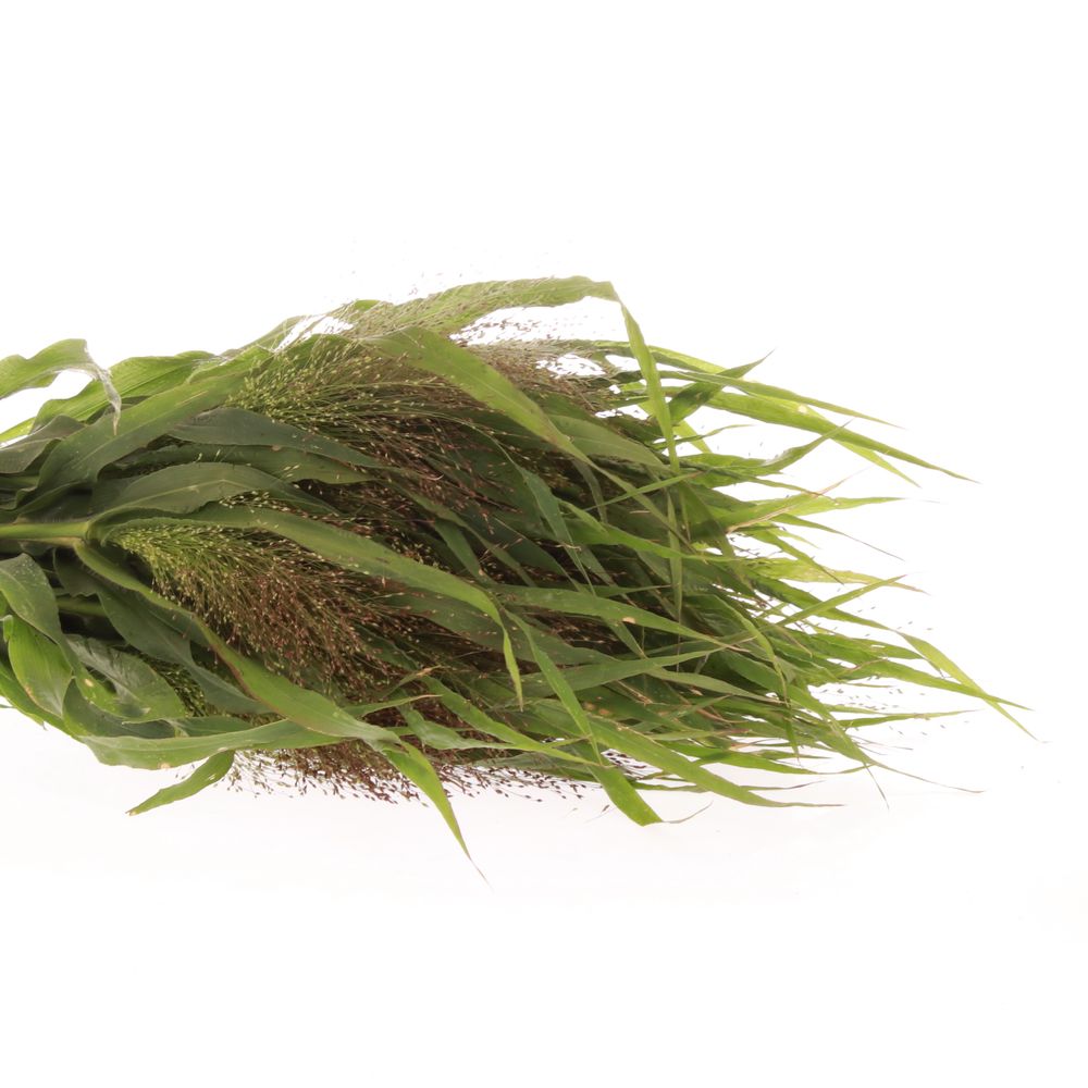 Panicum grün Bündel 40cm