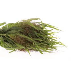 Panicum grün Bündel 40cm