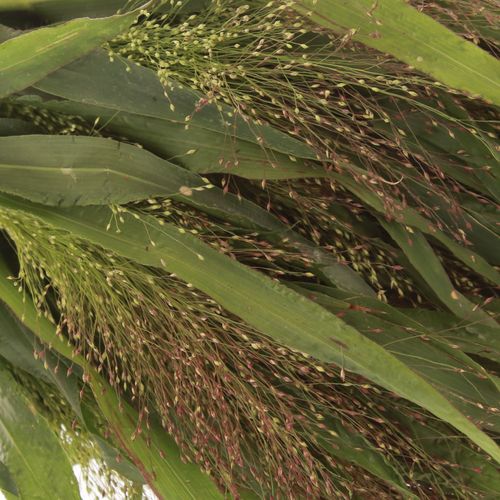 Panicum grün Bündel 40cm