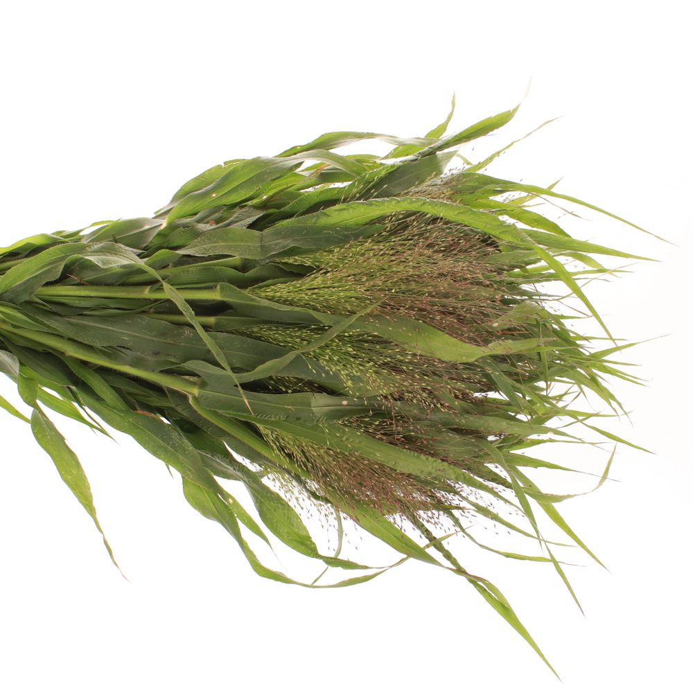 Panicum grün Bündel 40cm