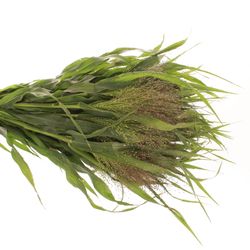 Panicum grün Bündel 40cm