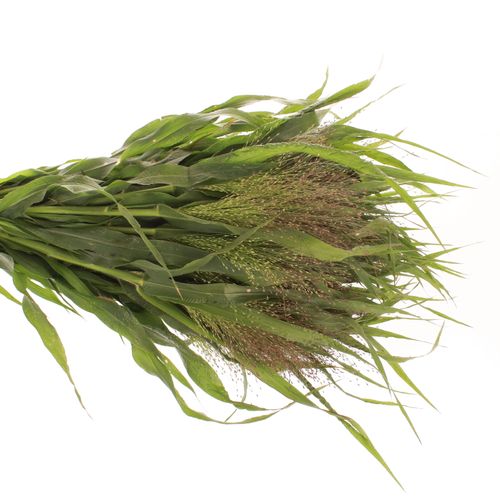 Panicum grün Bündel 40cm