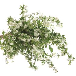 Spirea weiss  Snowmound 70cm