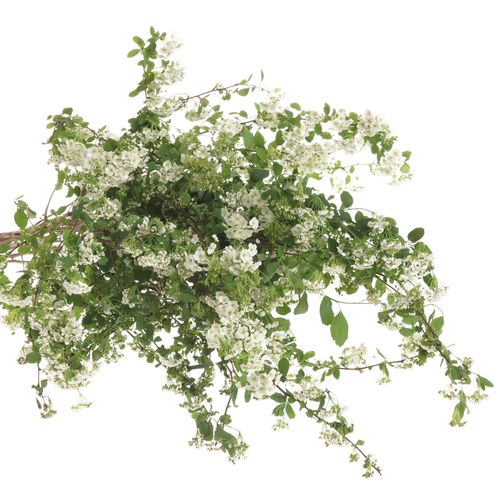 Spirea weiss  Snowmound 70cm