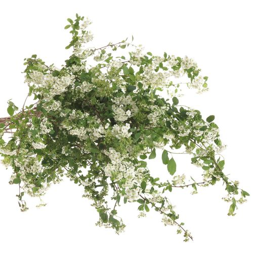 Spirea weiss  Snowmound 70cm
