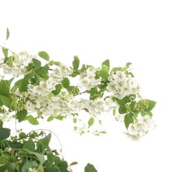 Spirea weiss  Snowmound 70cm