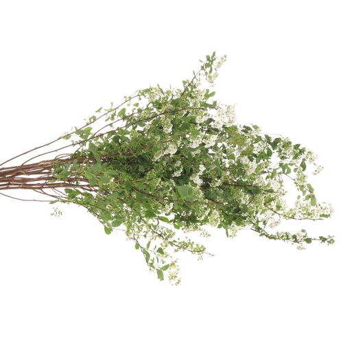 Spirea weiss  Snowmound 70cm