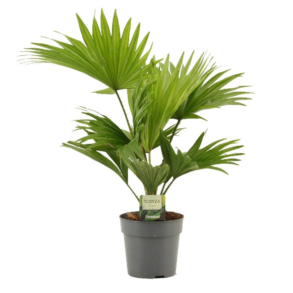 Livistona Rotondifolia T12 H35