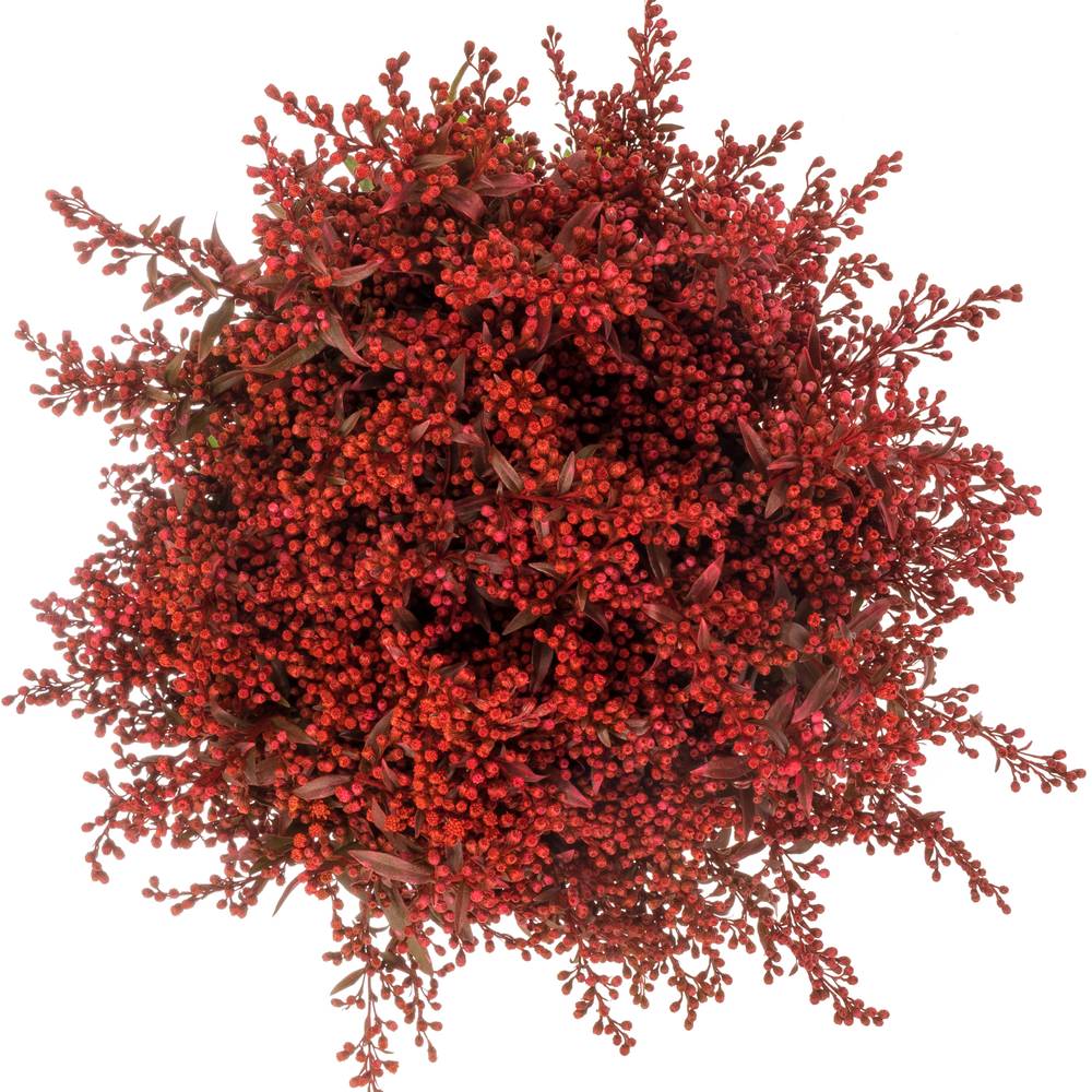 Solidago rot gefärbt 60cm Weihnachtsangebot