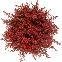 Solidago rot gefärbt 60cm Weihnachtsangebot