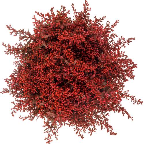 Solidago rot gefärbt 60cm Weihnachtsangebot