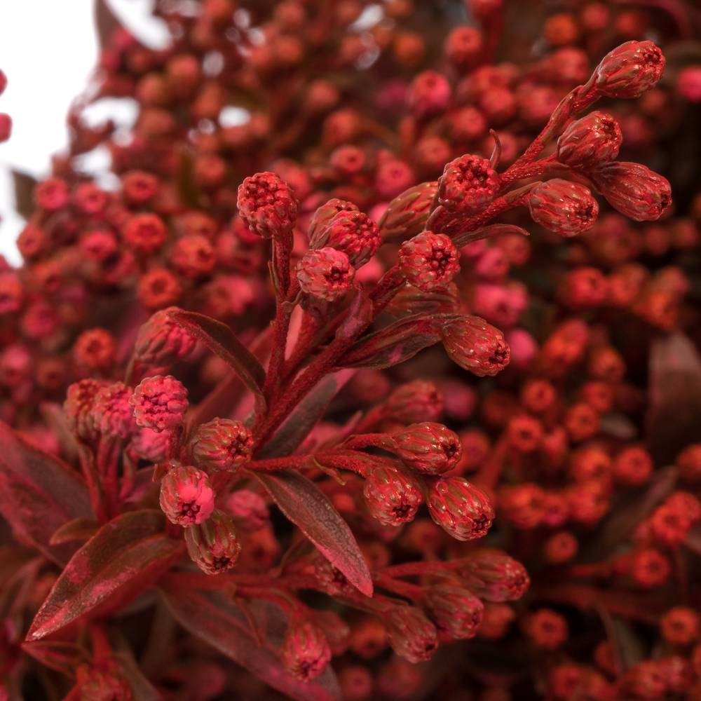 Solidago rot gefärbt 60cm Weihnachtsangebot