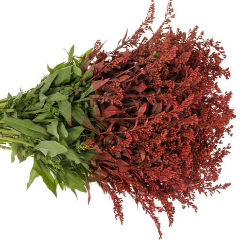 Solidago rot gefärbt 60cm Weihnachtsangebot