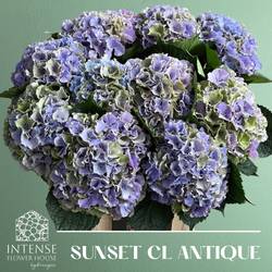 Hortensie milka/grün Sunset classic Bol 18cm 60cm