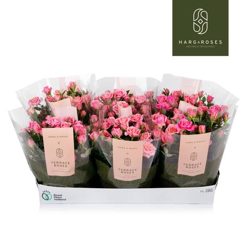 Rosa Schale rosa T21 H030
