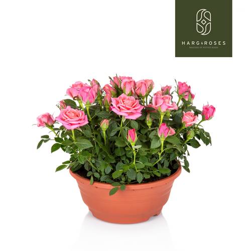 Rosa Schale rosa T21 H030
