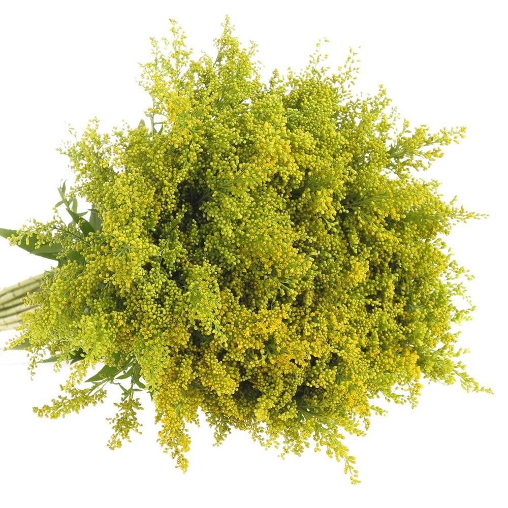 Solidago gelb Carzan Glory 30Gramm 70cm