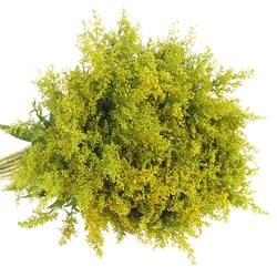 Solidago gelb Carzan Glory 30Gramm 70cm