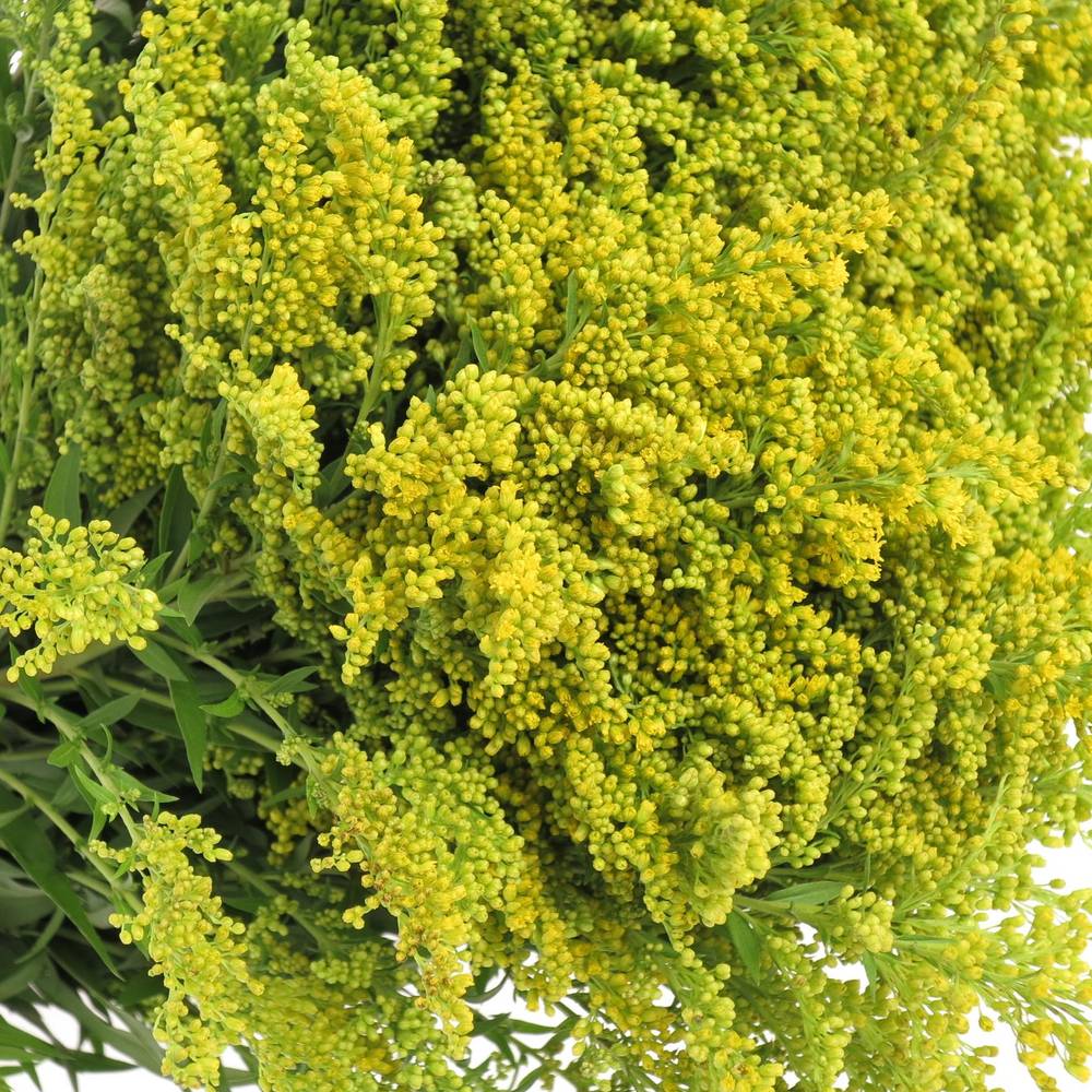 Solidago gelb Carzan Glory 30Gramm 70cm