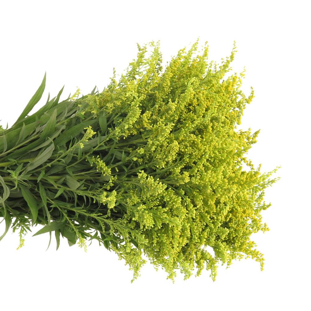 Solidago gelb Carzan Glory 30Gramm 70cm