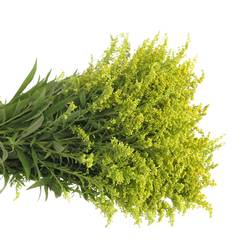 Solidago gelb Carzan Glory 30Gramm 70cm