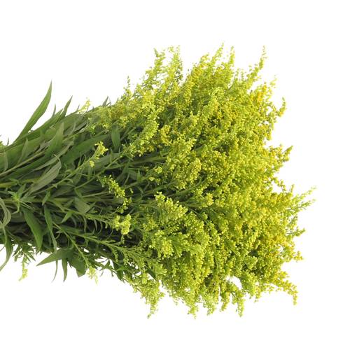 Solidago gelb Carzan Glory 30Gramm 70cm