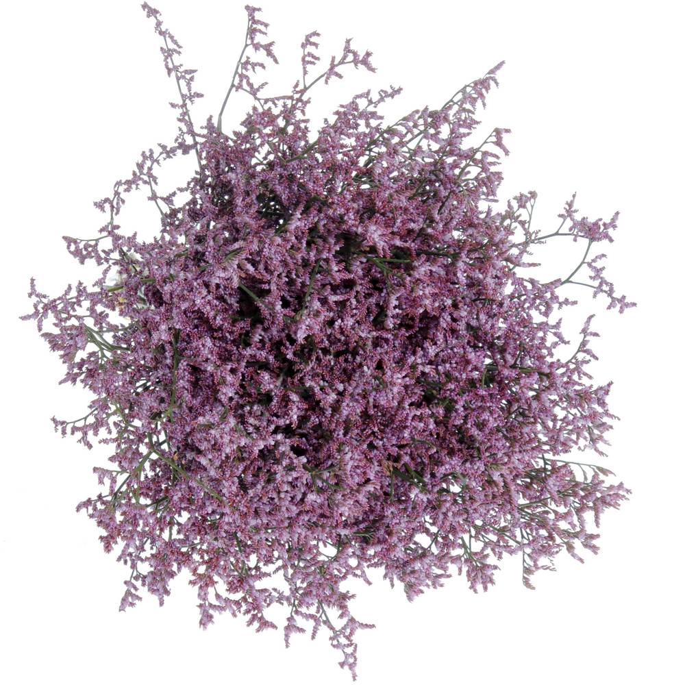 Limonium lila Safora Lilac 50 Gramm 70cm