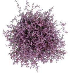 Limonium lila Safora Lilac 50 Gramm 70cm